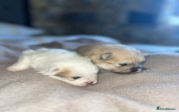 Pomeranian dogs for sale: Kc Registered Pomeranian Pups - Image 34
