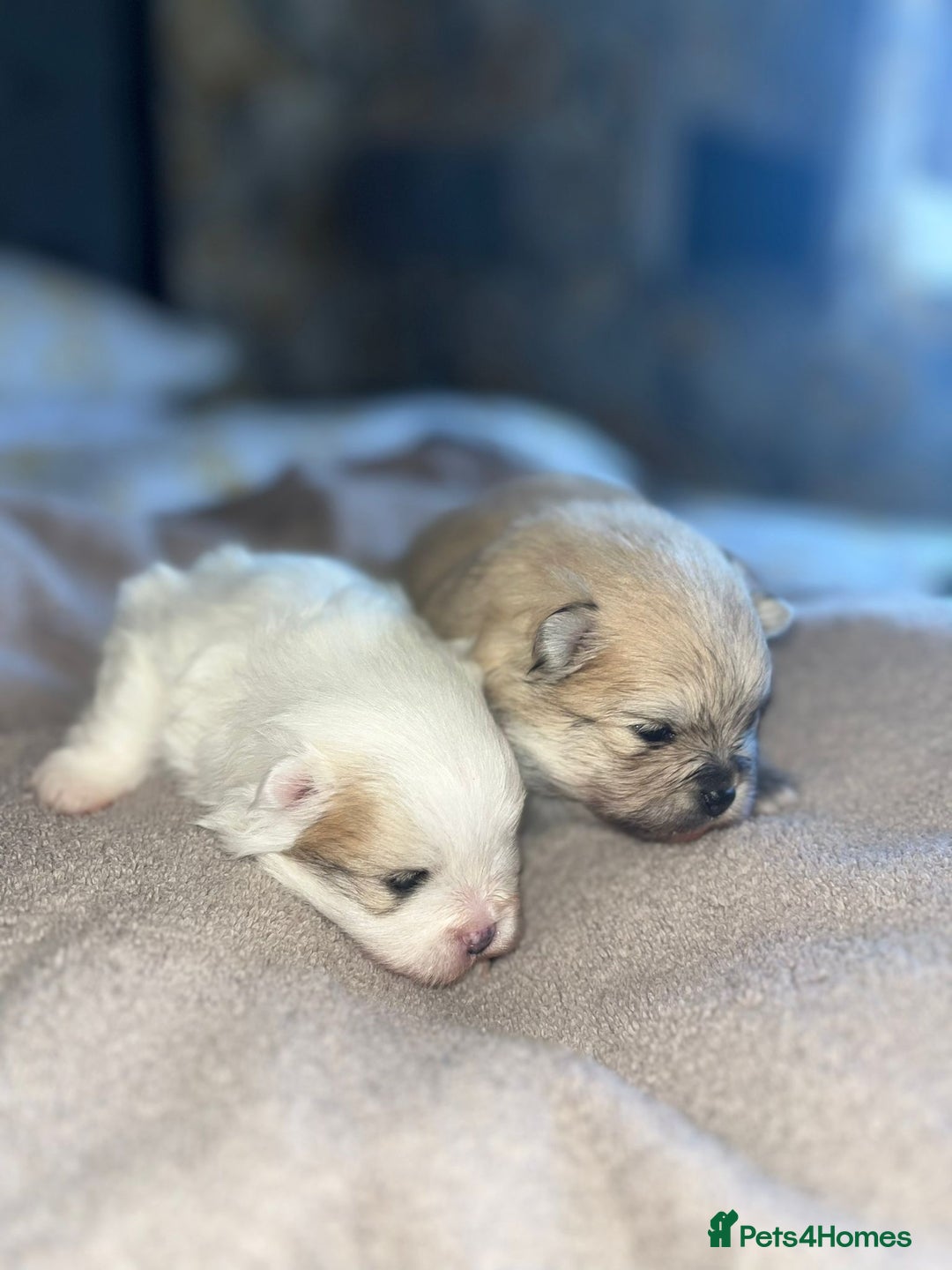 Pomeranian dogs for sale: Kc Registered Pomeranian Pups - Image 34