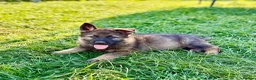 German Shepherd dogs for sale: Working line GSD pups  - Advert 14