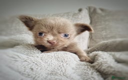 Chihuahua dogs for sale: 🐾 Exceptional lilac Chihuahua Puppies for Sale 🐾 - Image 2