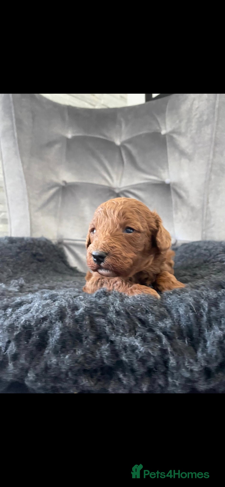 Miniature Poodle dogs KC Deep red extensively health tested poodles - Advert 15