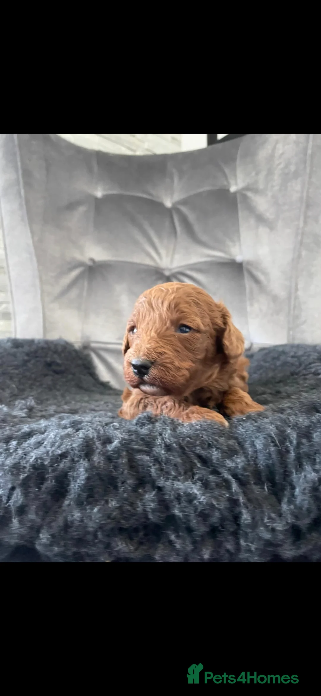 Miniature Poodle dogs for sale: KC Deep red extensively health tested poodles - Advert 1