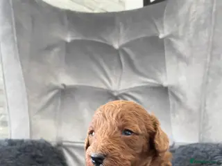 Miniature Poodle dogs KC Deep red extensively health tested poodles - Advert 15