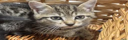 Mixed Breed cats for sale: Beautiful tabby female kitten for sale - Advert 1