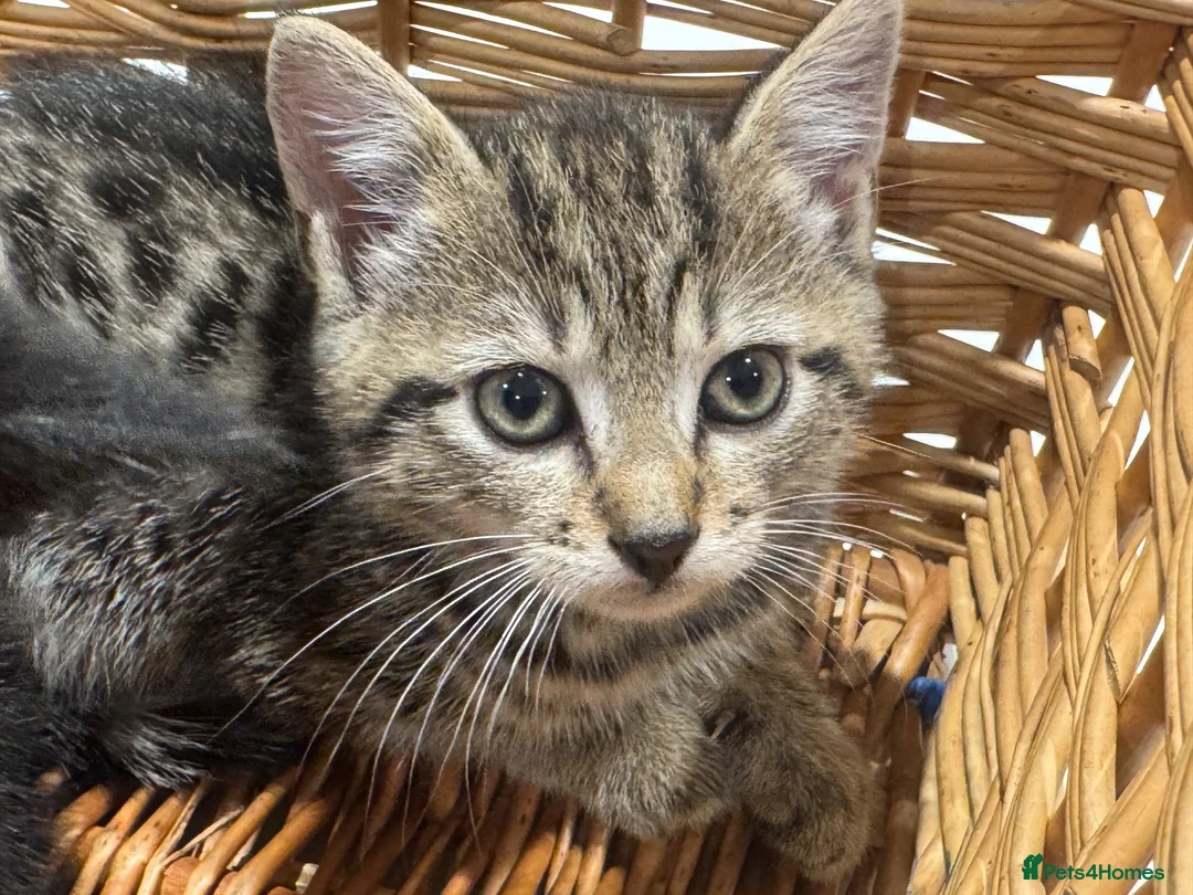 Mixed Breed cats for sale: Beautiful tabby female kitten for sale - Advert 1