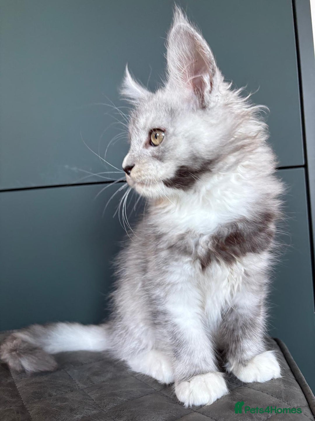 Maine Coon cats for sale: XL Maine Coon Kittens for Sale – TICA Reg - Advert 25