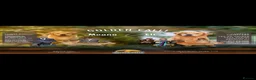 Golden Retriever dogs for sale: Outstanding American Golden Retrievers - Advert 13