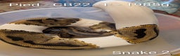 Python Snake reptiles for sale: Snakes for sale - Advert 3