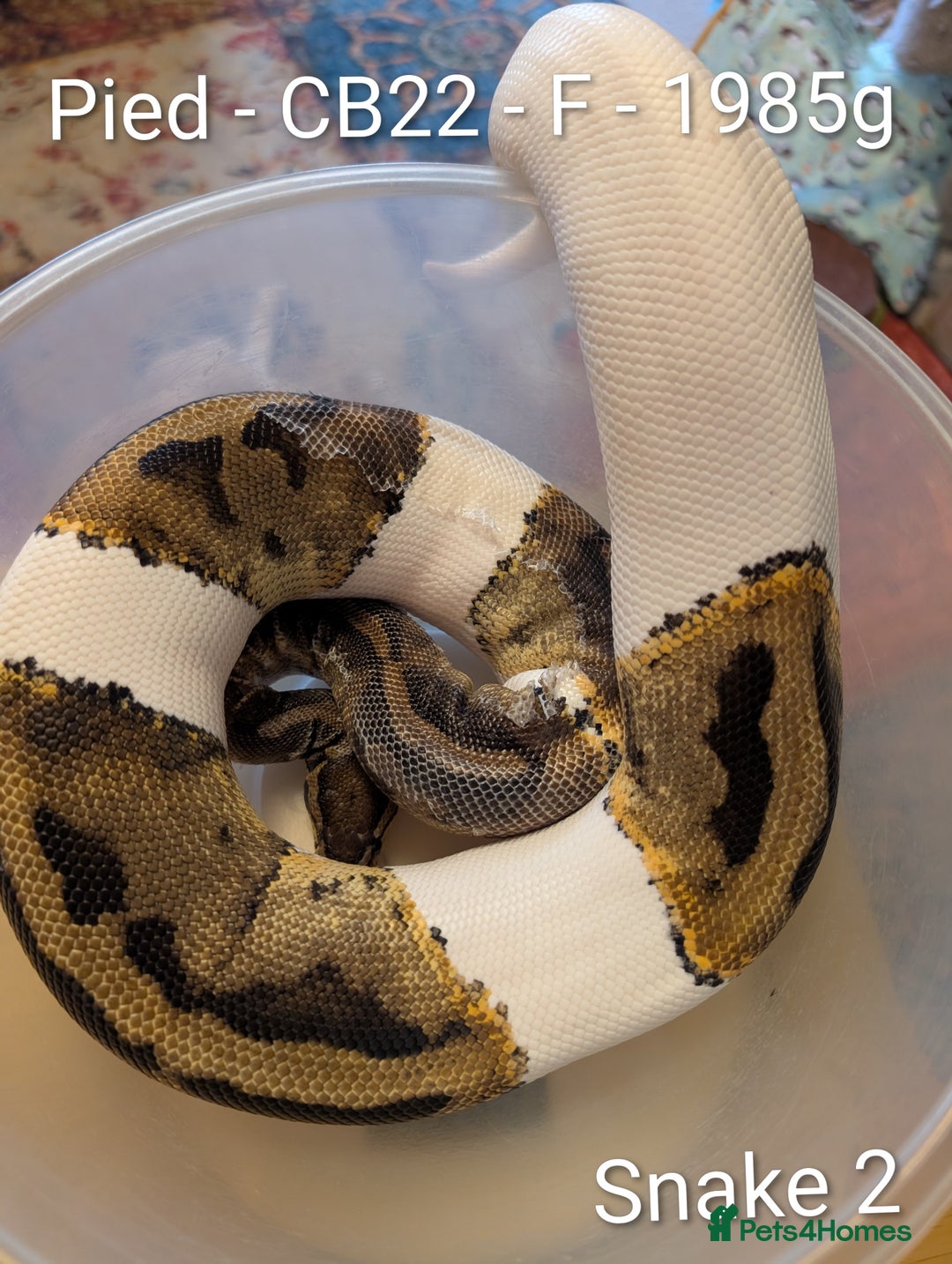 Python Snake reptiles for sale: Snakes for sale - Image 3