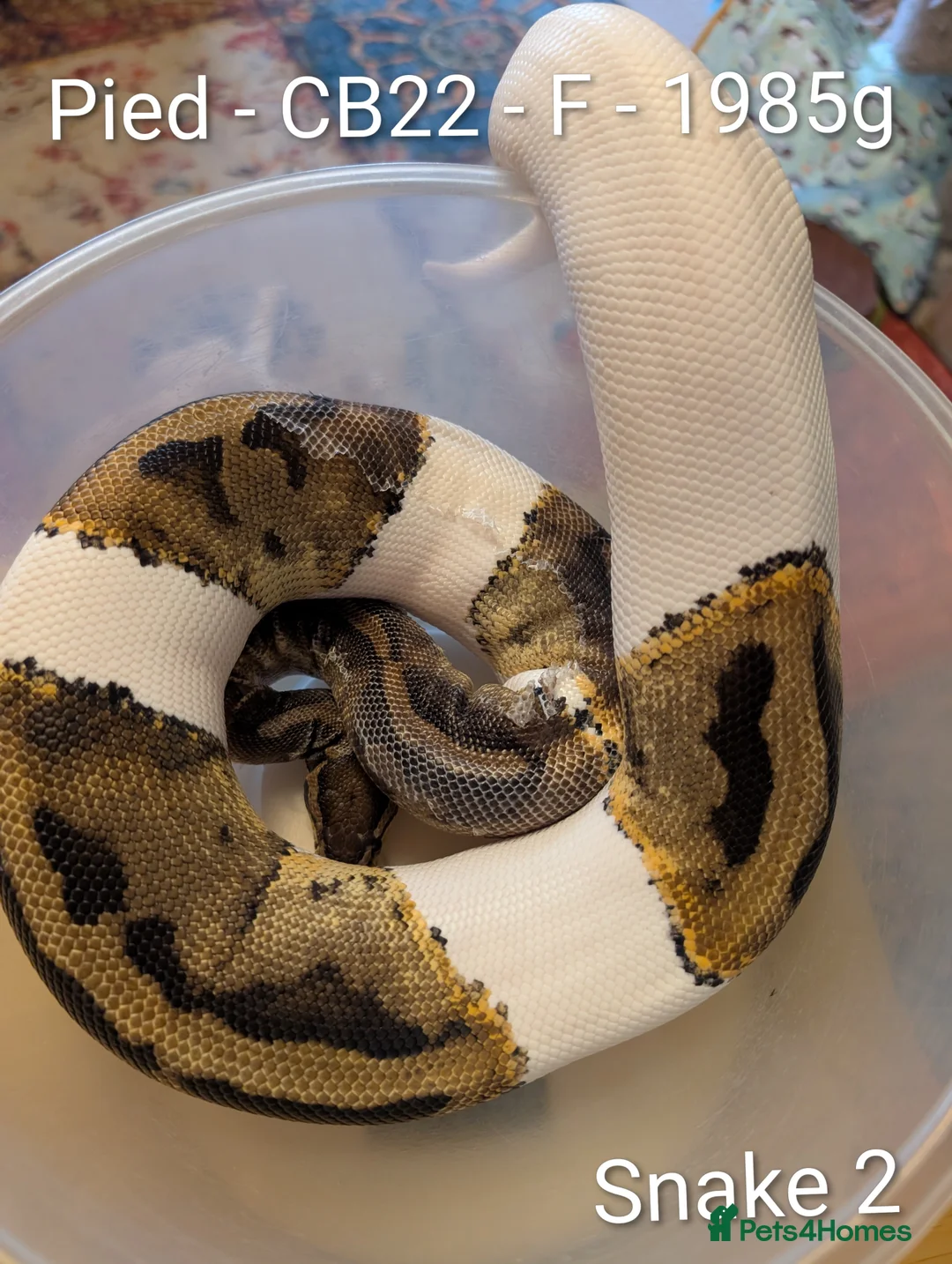 Python Snake reptiles for sale: Royal Pythons for sale - Advert 5