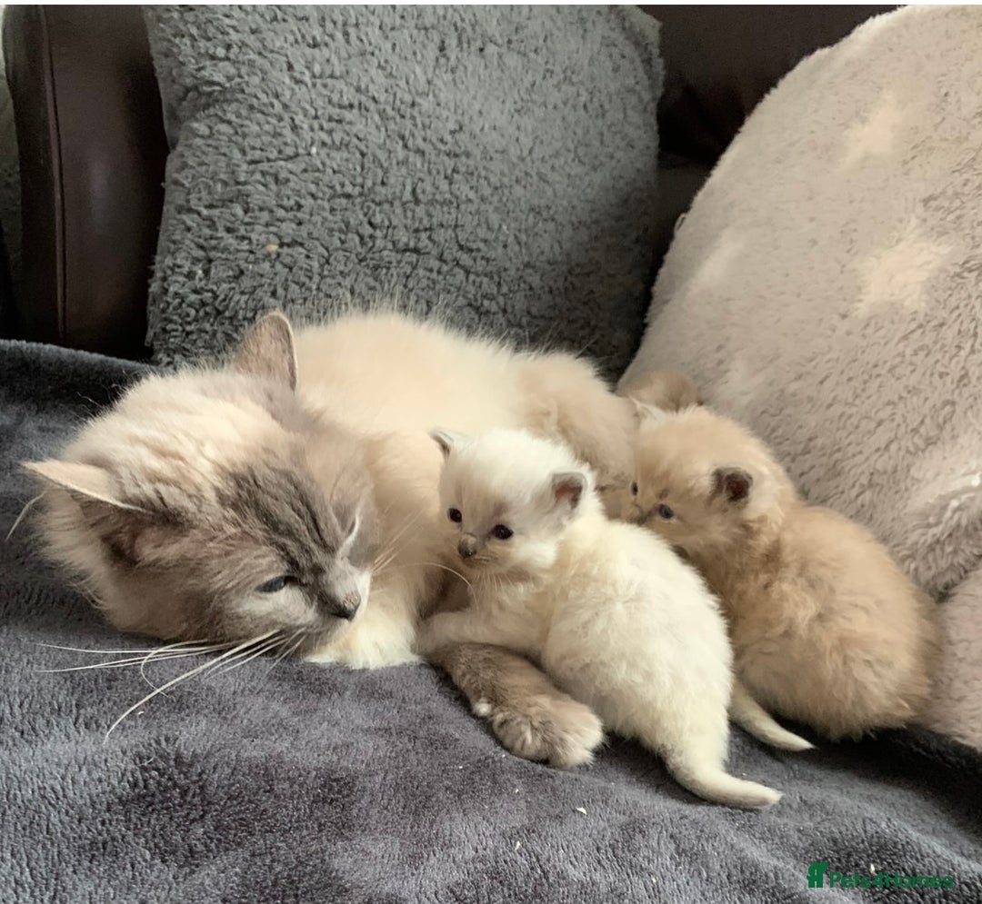 Ragdoll cats for sale: Blue point Ragdoll kitten - Advert 3