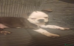 Frug dogs for sale: 12 week old boy frug - Image 2