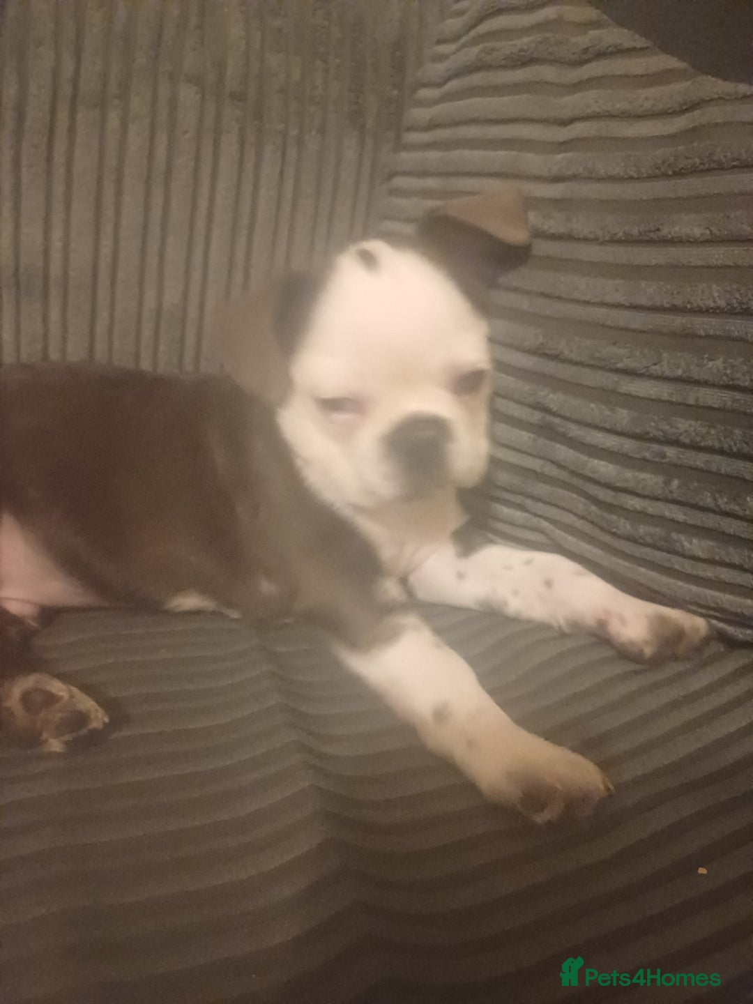 Frug dogs for sale: 12 week old boy frug - Image 2