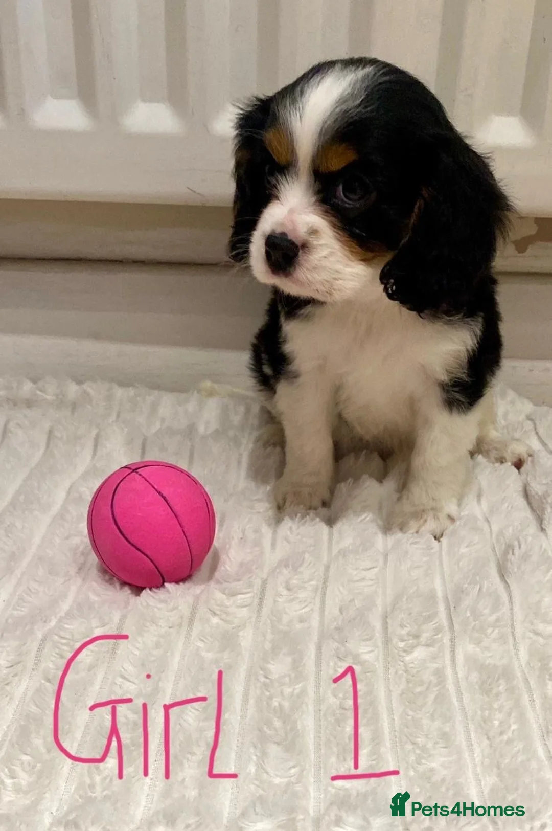 Cavalier King Charles Spaniel dogs for sale: Pure king charles cavalier puppys - Advert 2