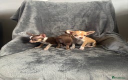 Chihuahua dogs for sale: Chihuahuas puppies  - Image 6