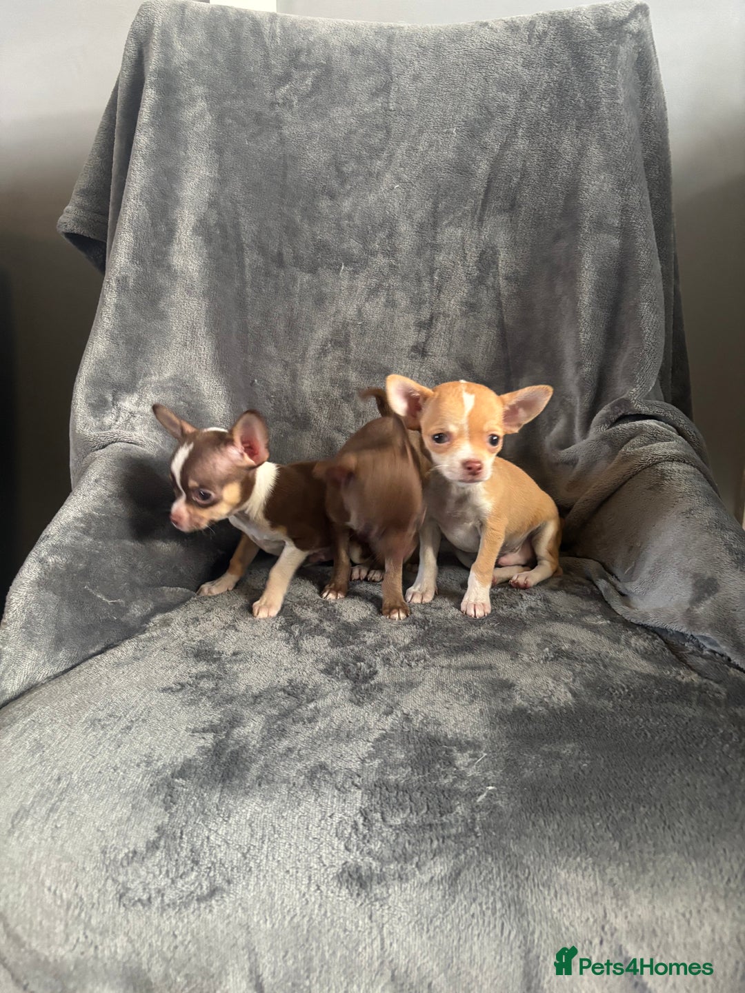 Chihuahua dogs for sale: Chihuahuas puppies  - Image 6