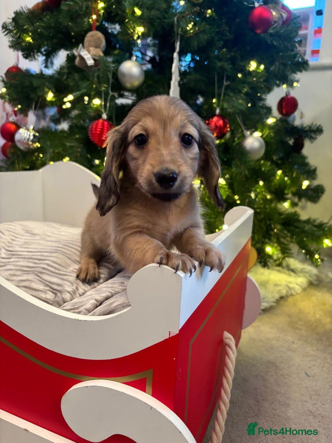 Miniature Dachshund dogs for sale: 🩷LAST GIRL🩷Shaded Cream,Long Hair,Mini Dachshund - Advert 9