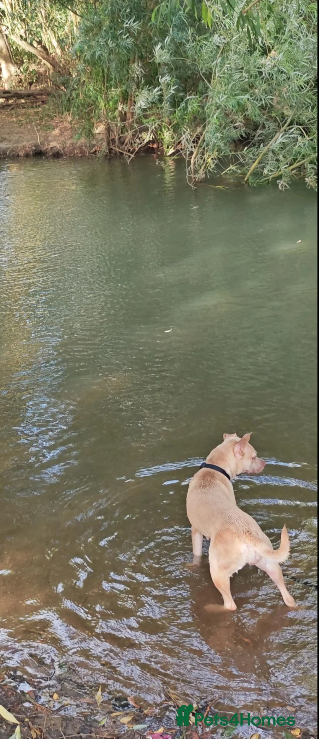 American Bulldog dogs for sale: American bulldog  in Wellingborough - Advert 3