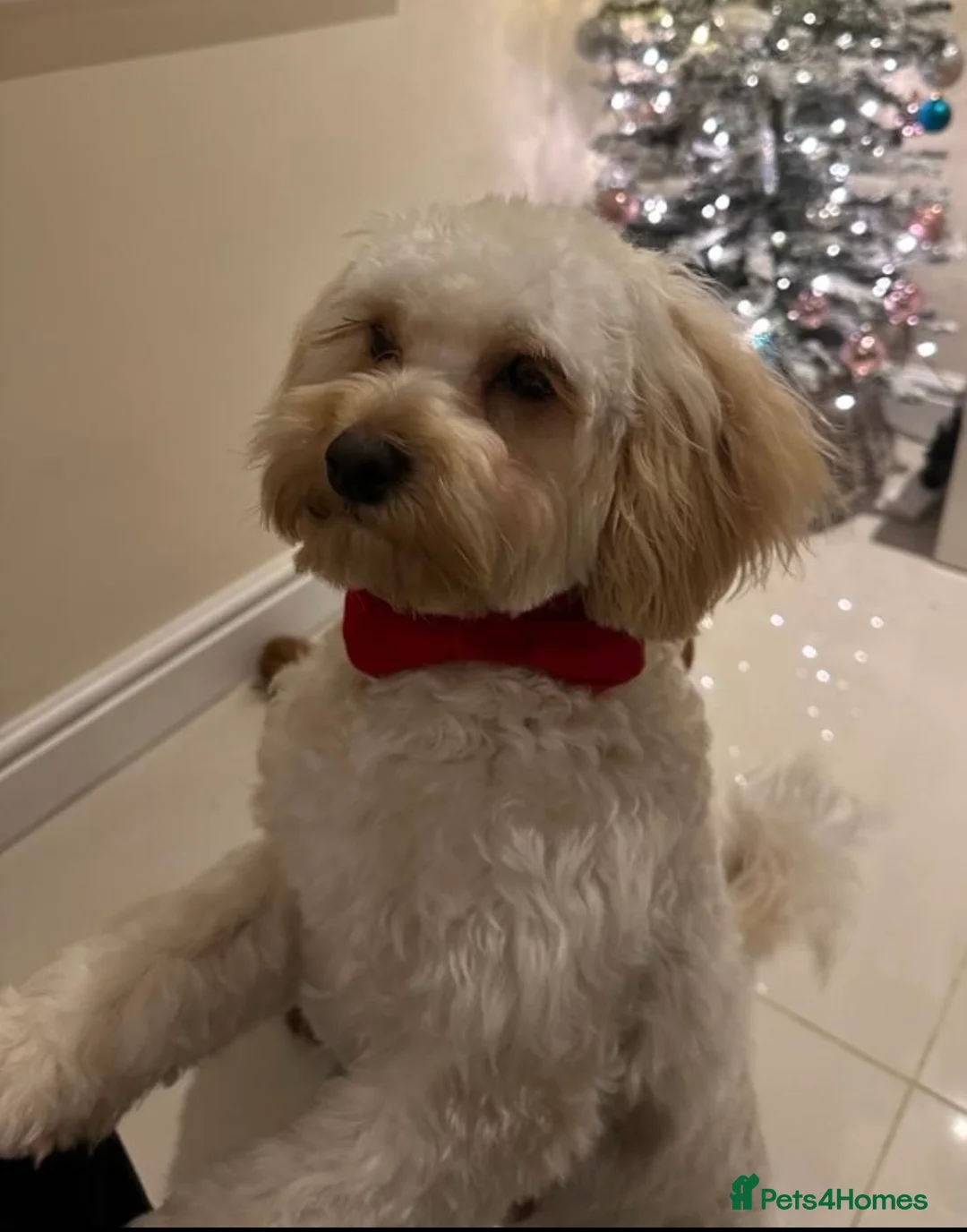 Maltipoo dogs for stud: Gorgeous Maltipoo available for Stud🩵 in Swansea - Advert 2