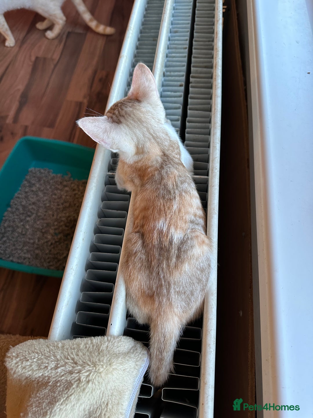 Mixed Breed cats for sale: Crossed Between Oriental short hair & White Bengal - Advert 11