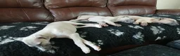 Whippet dogs for sale: High Quality Whippet pups Crufts in Bishop Auckland - Advert 13