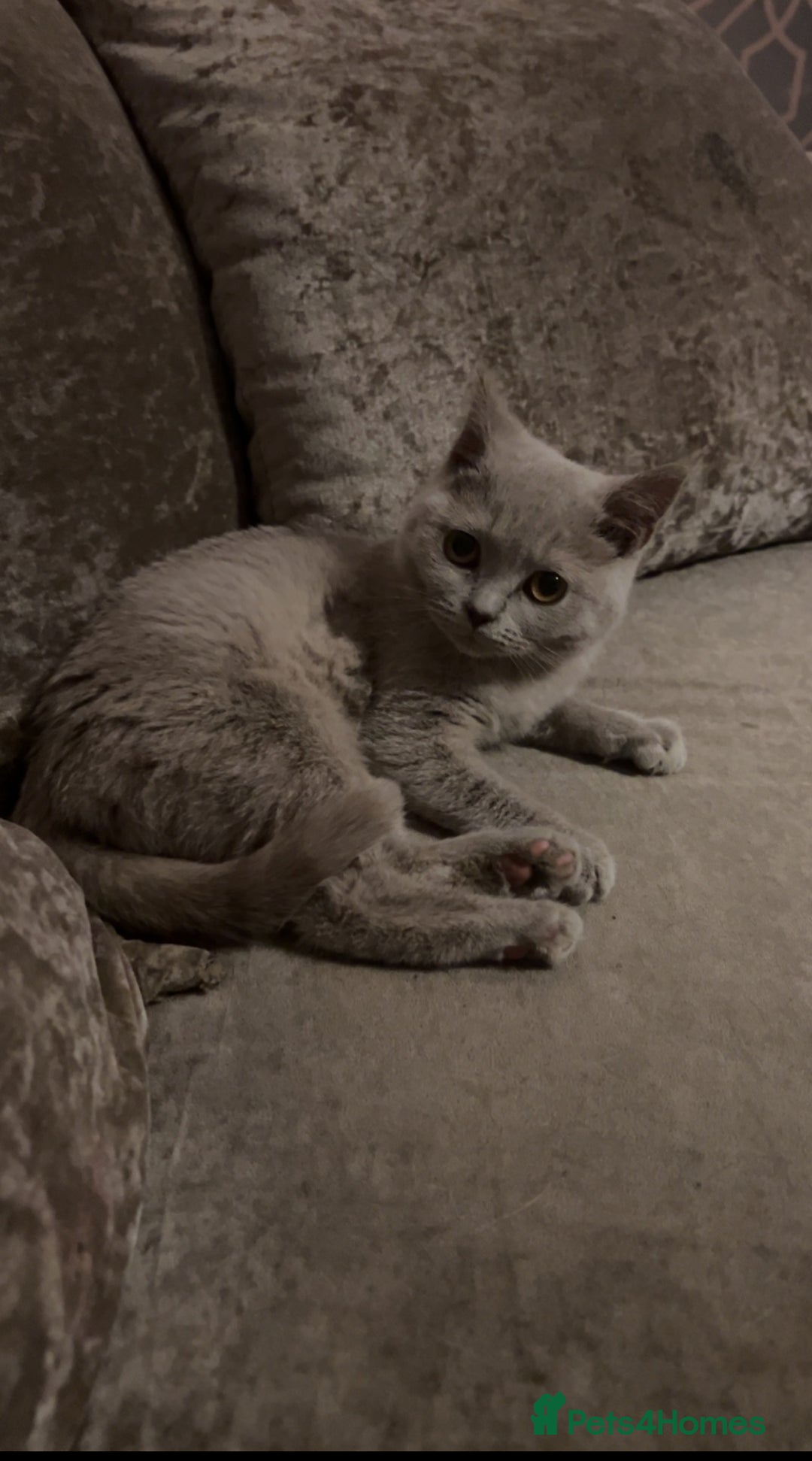 British Shorthair cats for sale: 2 year spayed British shorthair girl.  - Image 3
