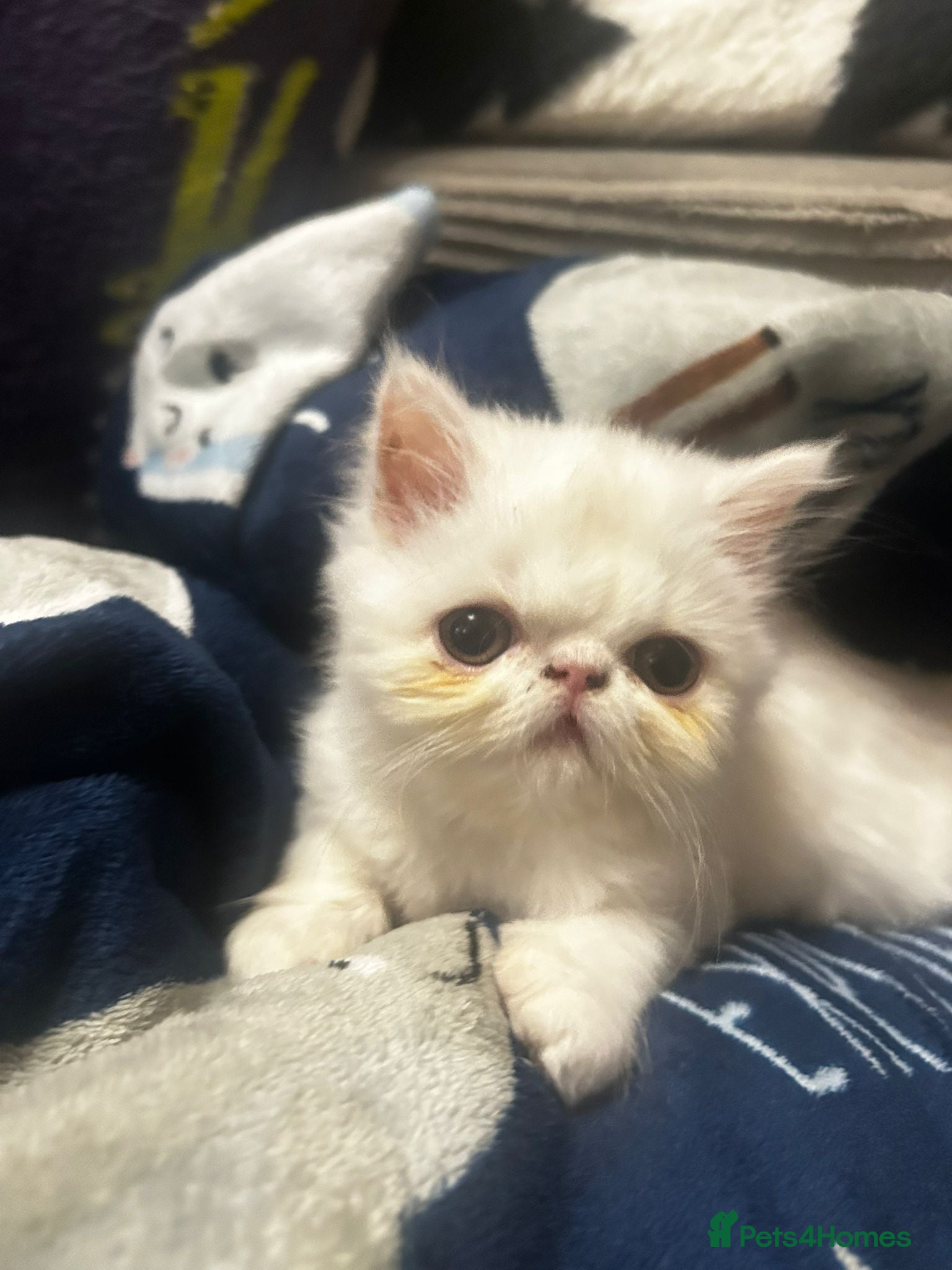 Persian cats Beautiful Persian kittens - Advert 6