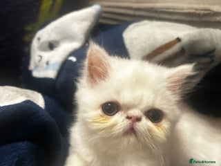 Persian cats Beautiful Persian kittens - Advert 6