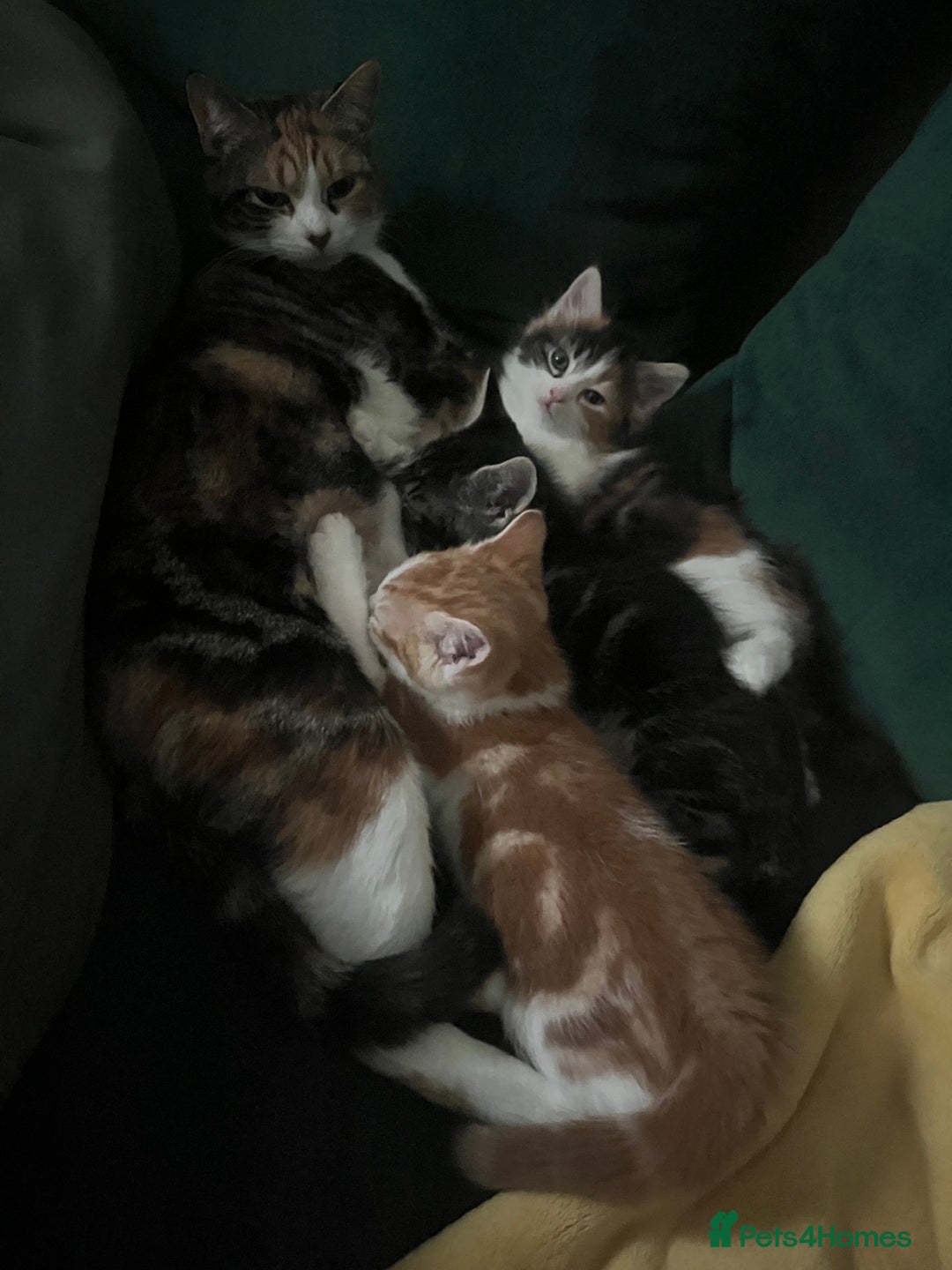 Norwegian Forest Cat cats for sale: Mixed bread/ Norwegian forest cat - Advert 8