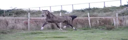 British Warmblood horses for sale: Beautiful black warmblood mare with golden temp in Maesteg - Advert 22