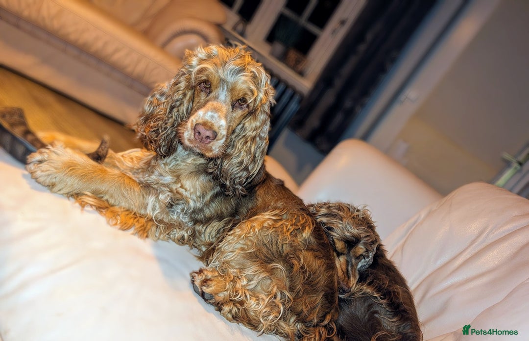 Cocker Spaniel dogs for sale: CHAMPION BLOODLINE SHOW COCKER BOY PUPPIES  - Advert 6