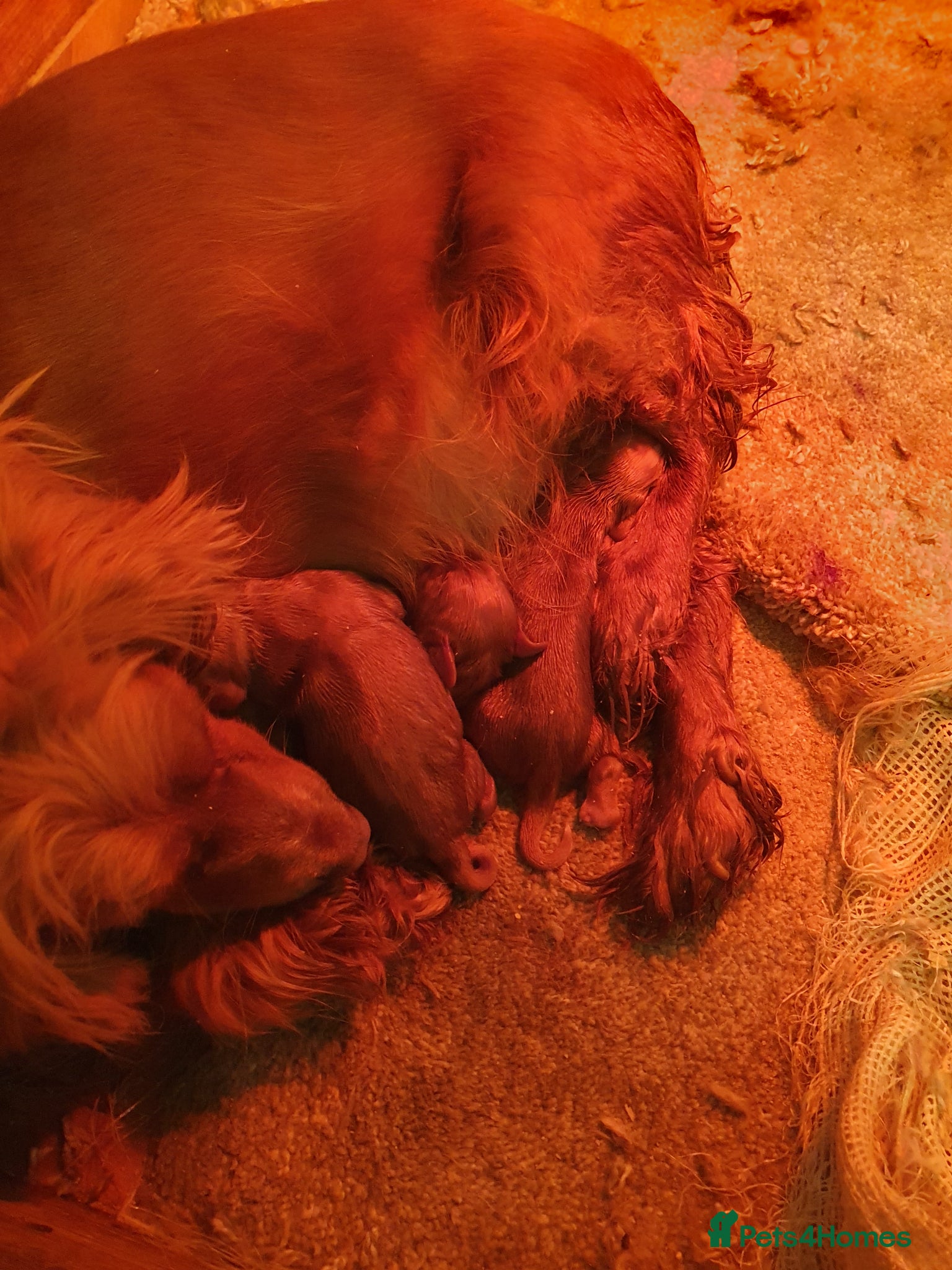 Cocker Spaniel dogs Beautiful cocker spaniel puppies  - Advert 1