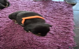 Mixed Breed dogs for sale: Collie x Kelpie Puppies ready to go 28th December  - Advert 4