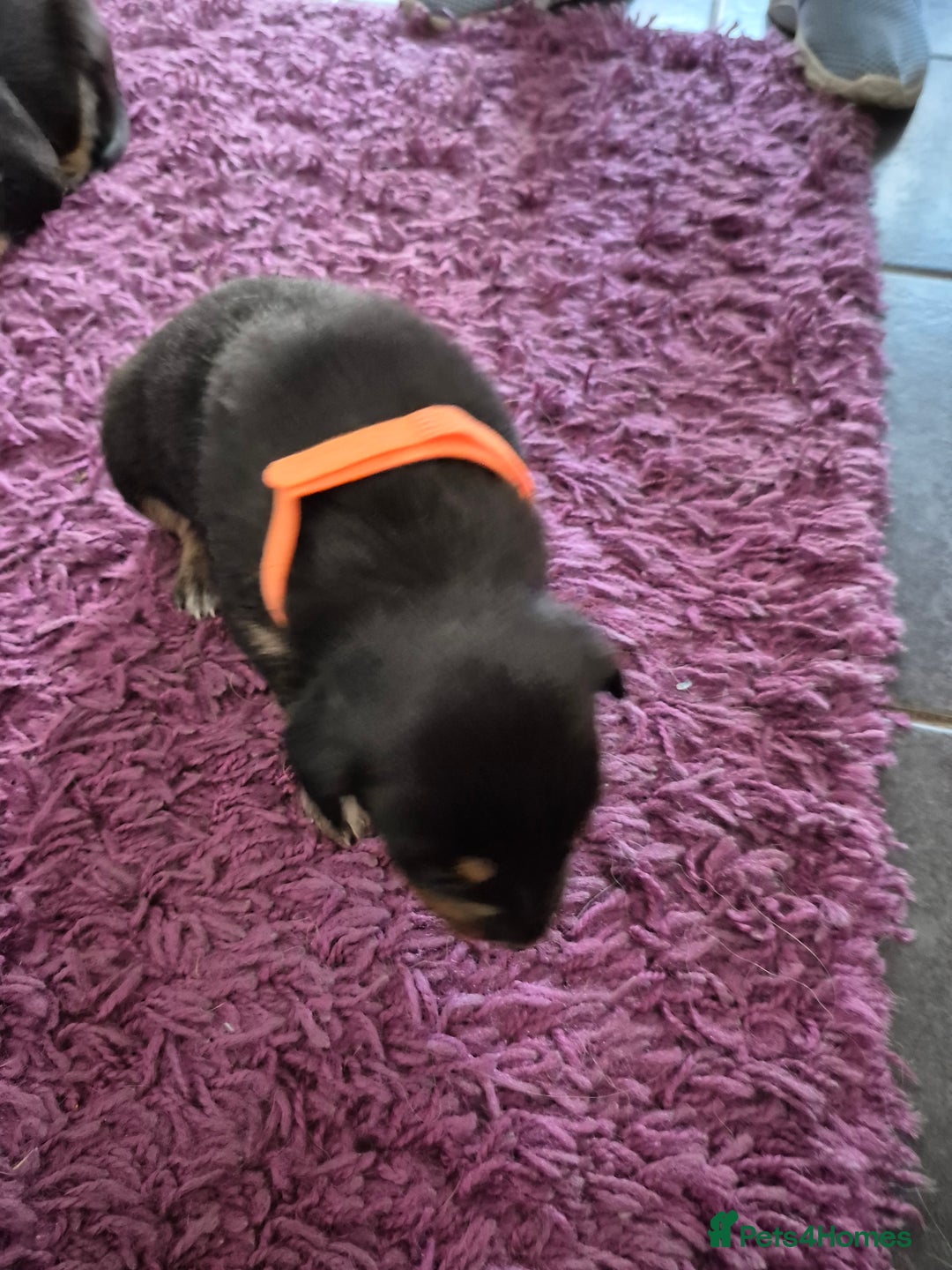 Mixed Breed dogs for sale: Collie x Kelpie Puppies ready to go 28th December  - Advert 4