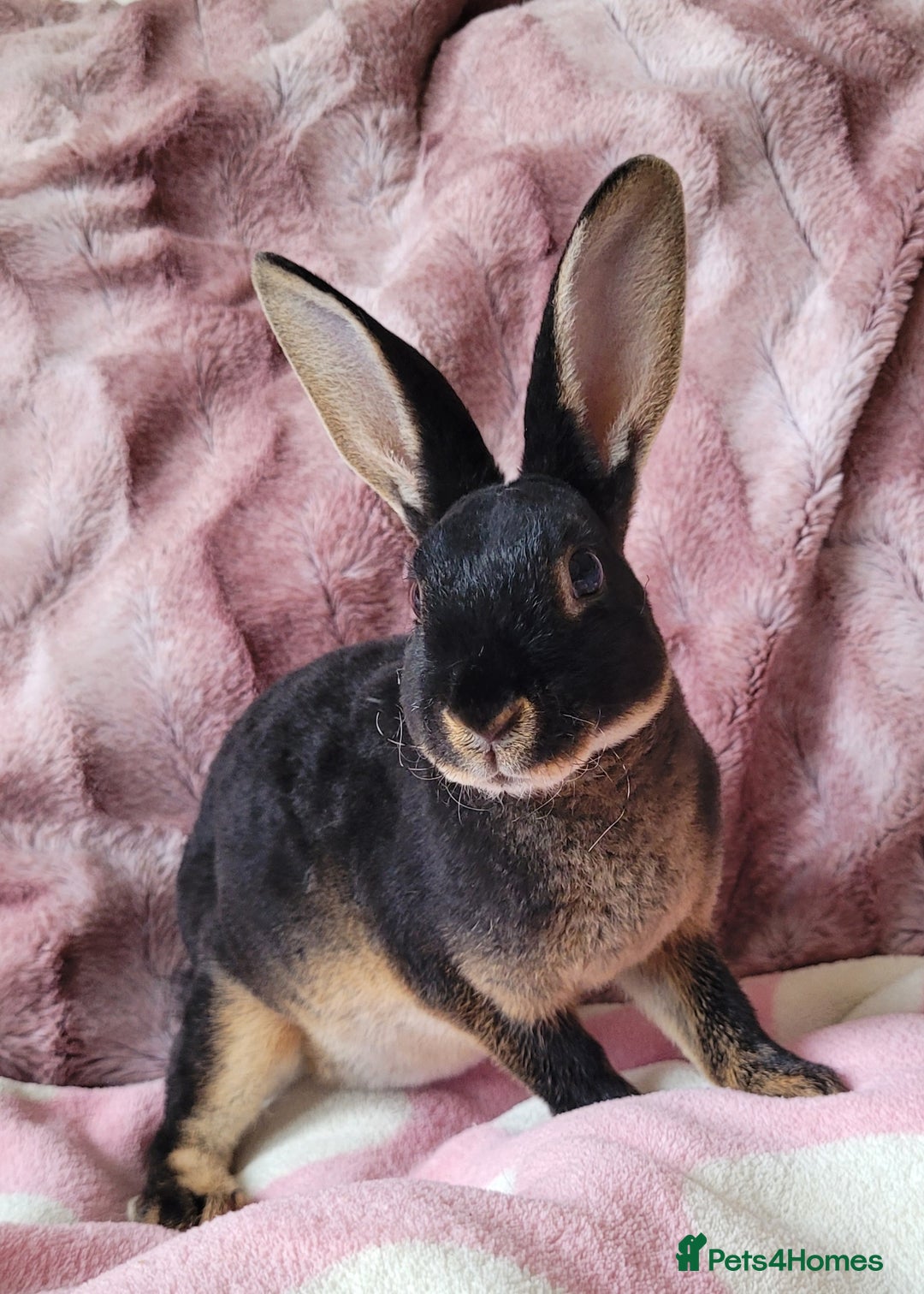 Rex rabbits for sale: Mini Rex babies- various colours & ages - Image 11