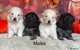 German Shepherd dogs for sale: KC White & Black&Tan German Shepherd Puppies!👀🏡 - Image 2