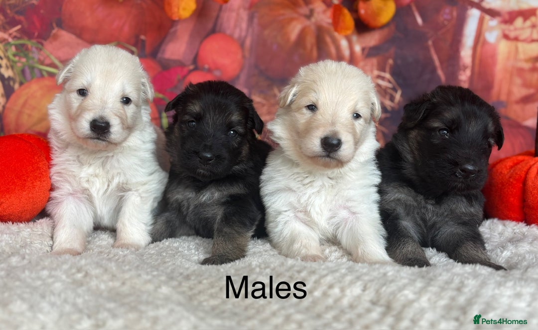 German Shepherd dogs for sale: KC White & Black&Tan German Shepherd Puppies!👀🏡 - Image 2
