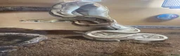 Python Snake reptiles for sale: Royal pythons  in Tenbury Wells - Advert 5