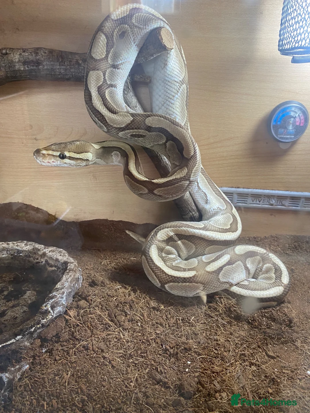 Python Snake reptiles for sale: Royal pythons  in Tenbury Wells - Advert 5