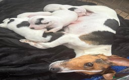 Jack Russell dogs for sale: jack Russell puppies for sell  - Image 23