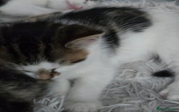 Mixed Breed cats for sale: Premium mixed breed kittens - Image 2