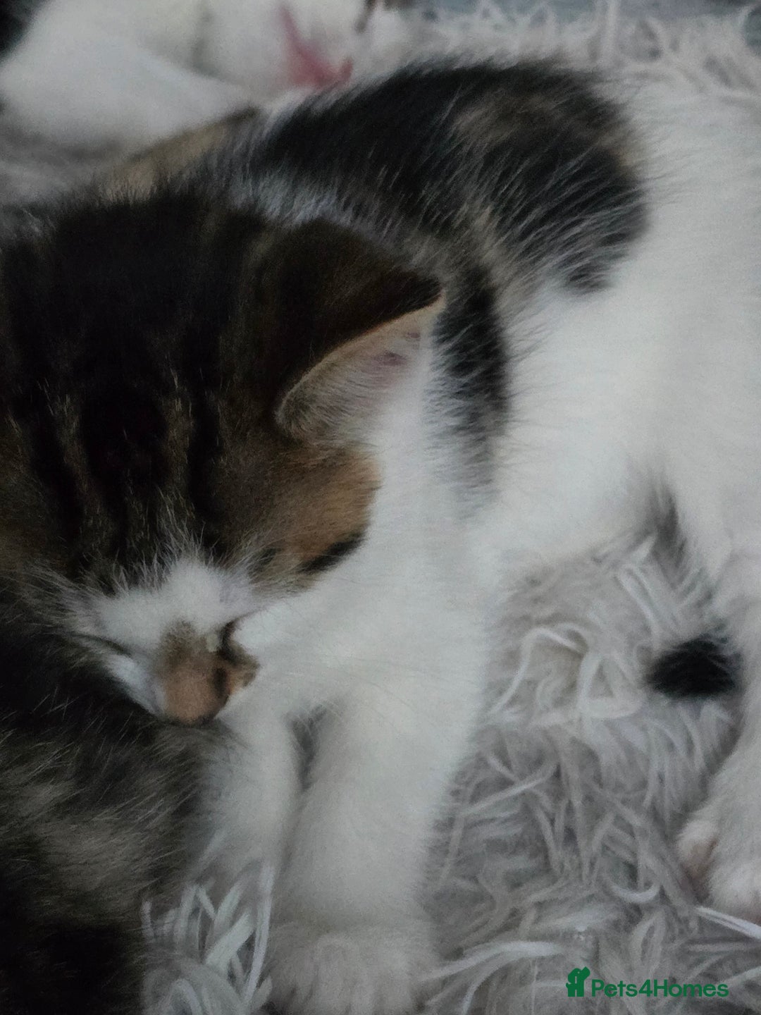 Mixed Breed cats for sale: Premium mixed breed kittens - Image 2