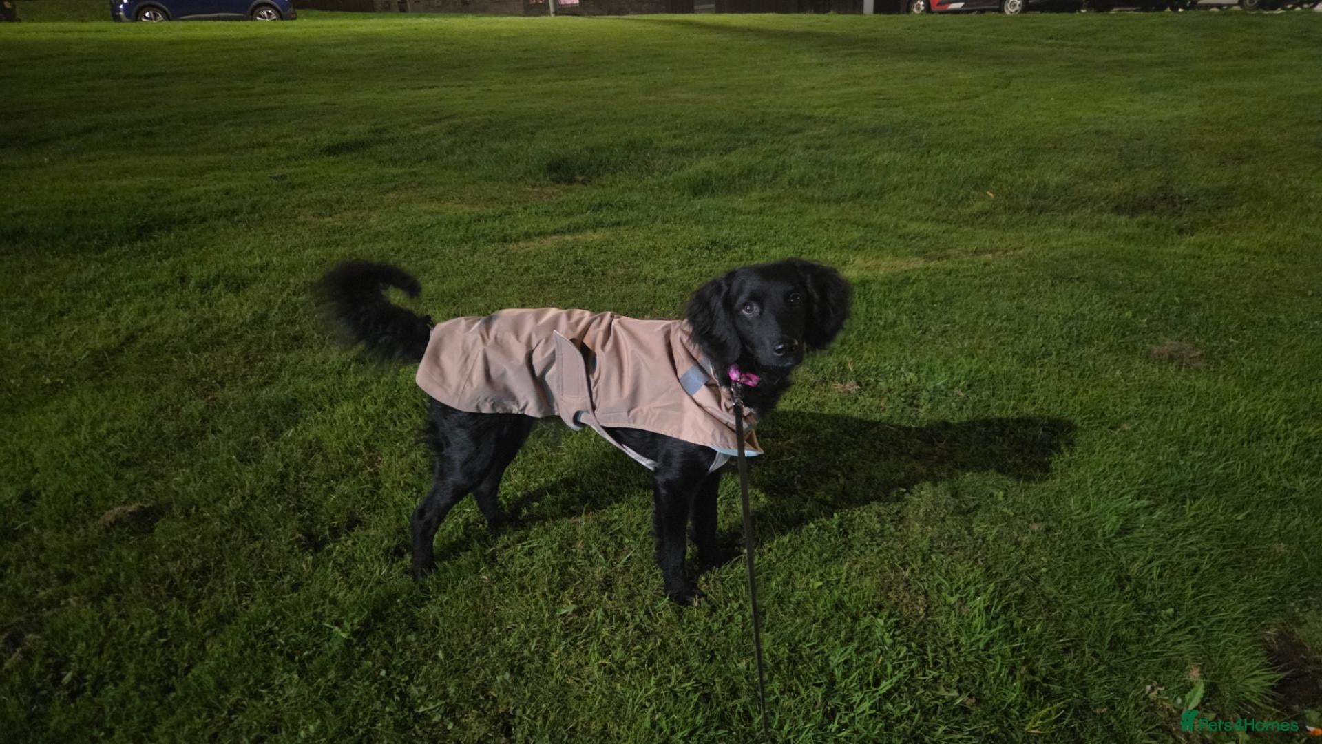 Mixed Breed dogs Willow 🖤  - Advert 1