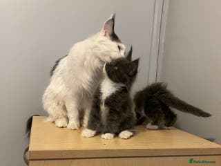 Maine Coon cats Maine Coon Kittens - Advert 1