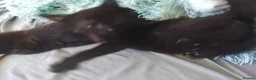 British Shorthair cats for sale: Black with white patched kittens  - Advert 2