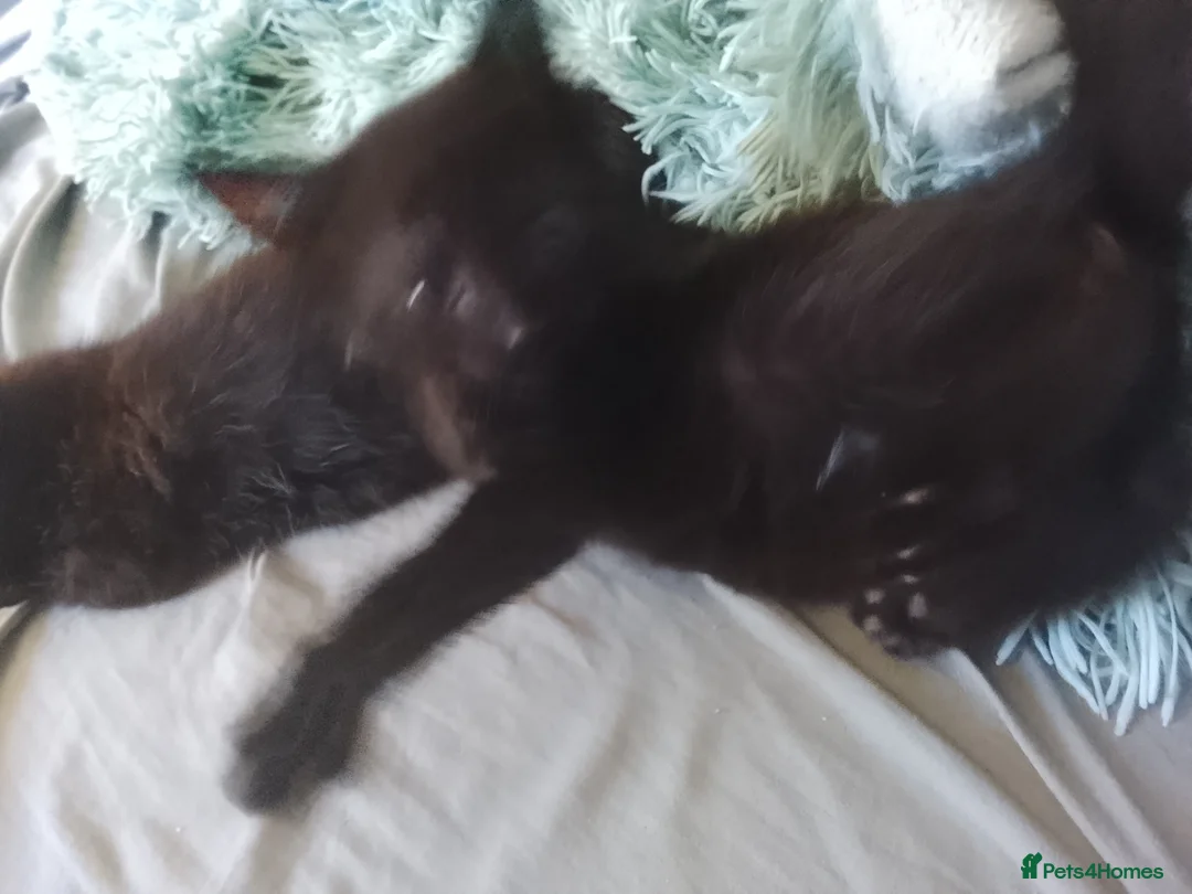 British Shorthair cats for sale: Black with white patched kittens  - Advert 2