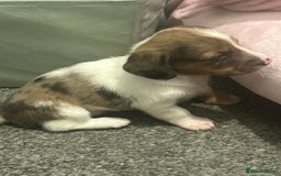 Miniature Dachshund dogs for sale: Miniature dachshunds  - Image 20