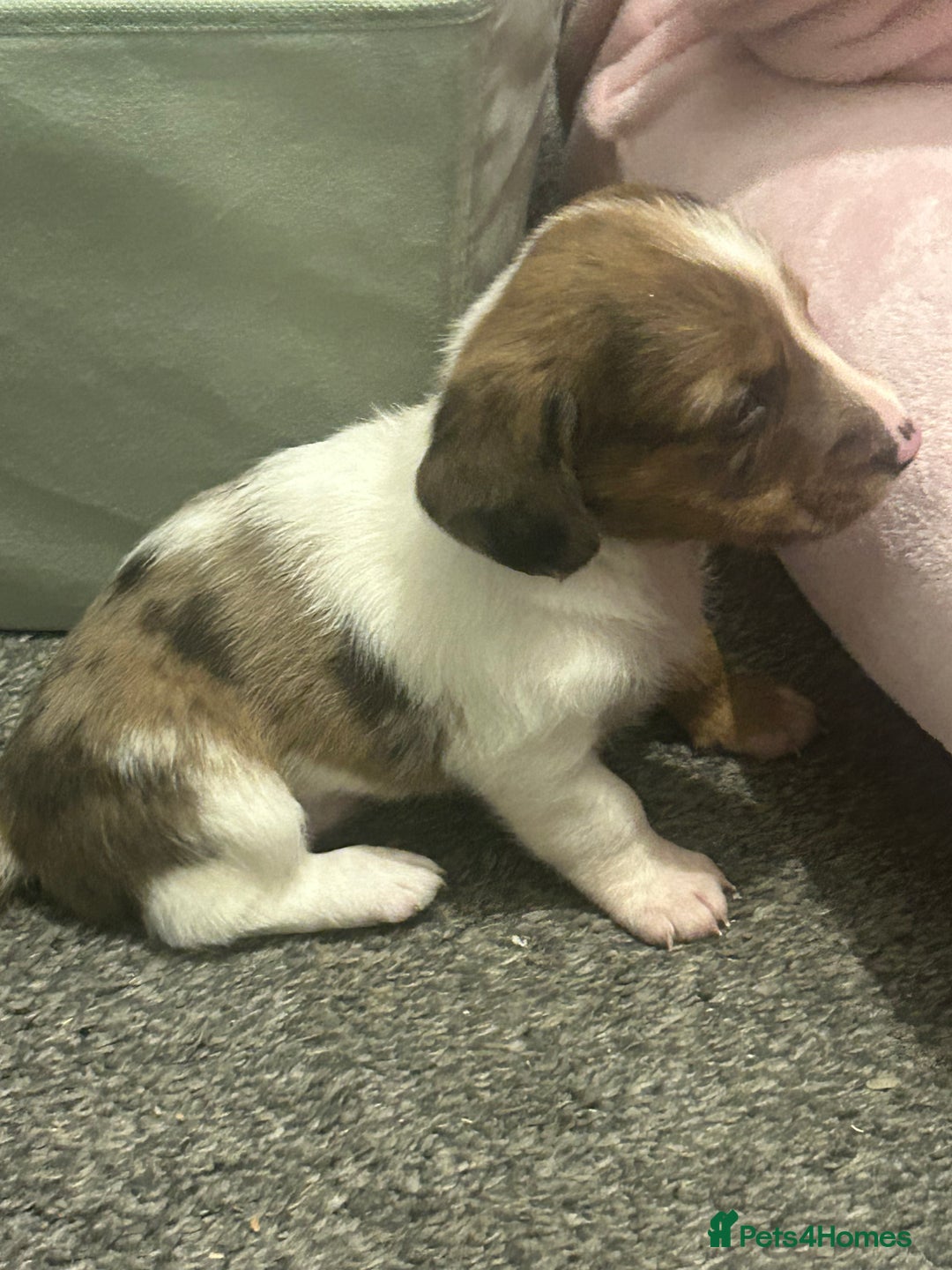 Miniature Dachshund dogs for sale: Miniature dachshunds  - Image 20