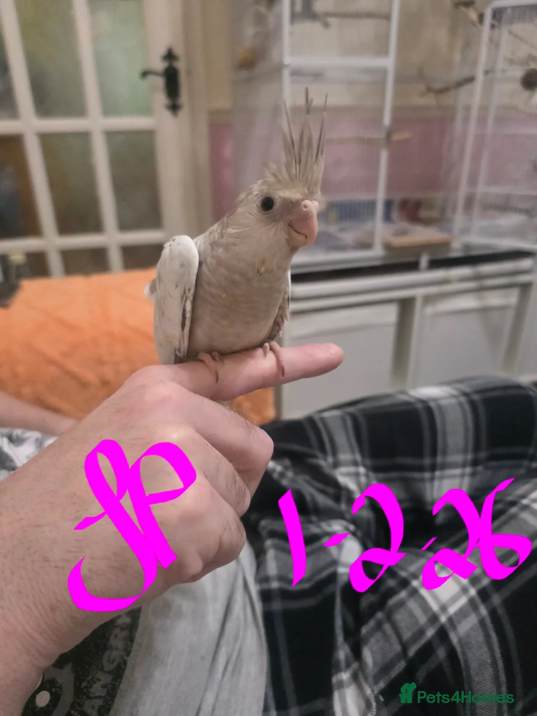 Cockatiels birds for sale: Baby cockatiels mixed  - Advert 6