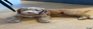 Cockapoo 1